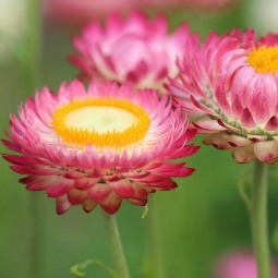 Plant a Garden